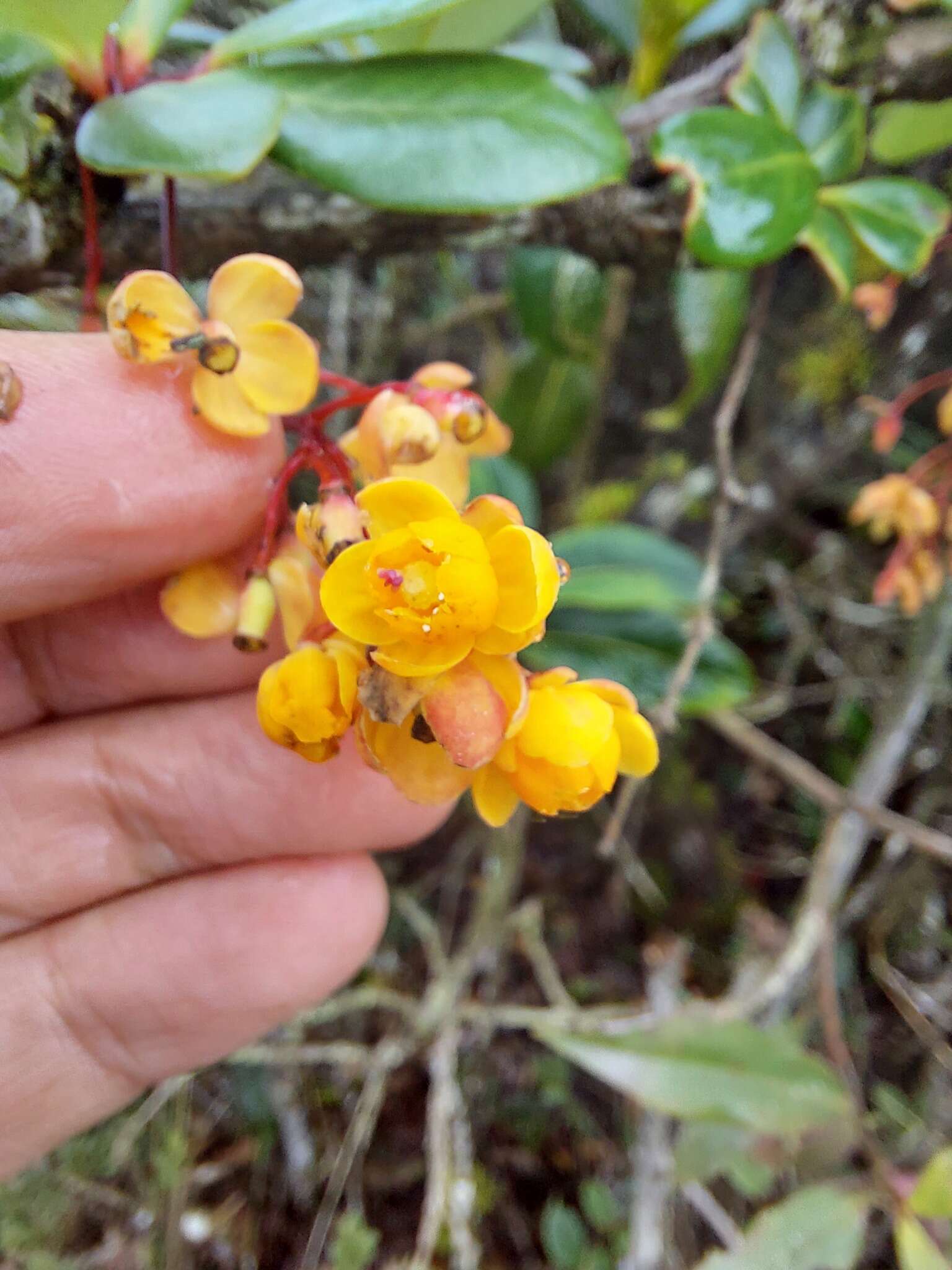 Image of Berberis psilopoda Turcz.