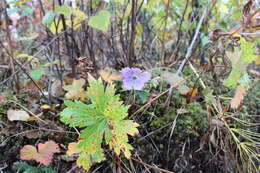 Imagem de Geranium erianthum DC.