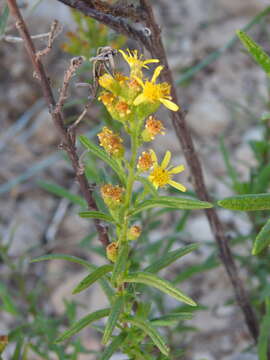 Image of Dittrichia viscosa subsp. revoluta (Hoffmgg. & Link) P. Silva & Tutin