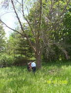 Image of Fraxinus pennsylvanica var. pennsylvanica