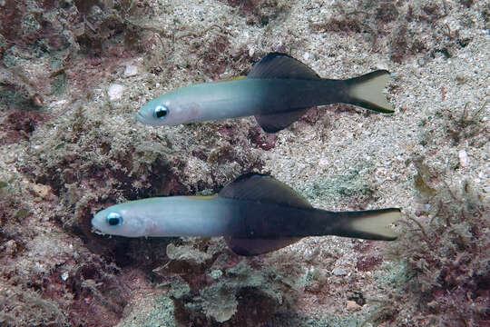 Image of Arrow dart-goby