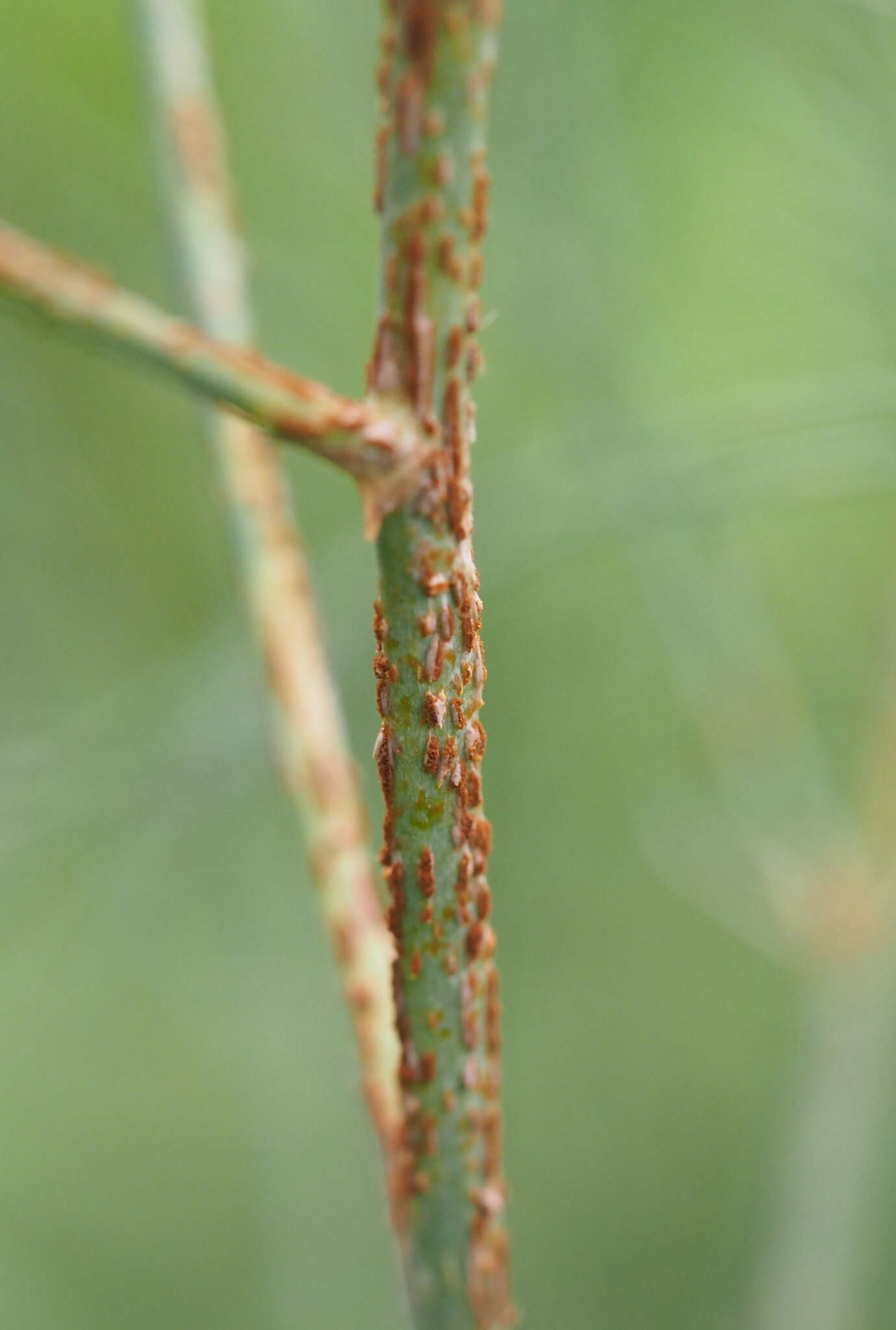 Imagem de Puccinia asparagi DC. 1805