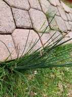 Image of oniongrass