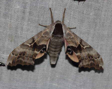 Image of One-eyed Sphinx, Eyed Hawk-moth