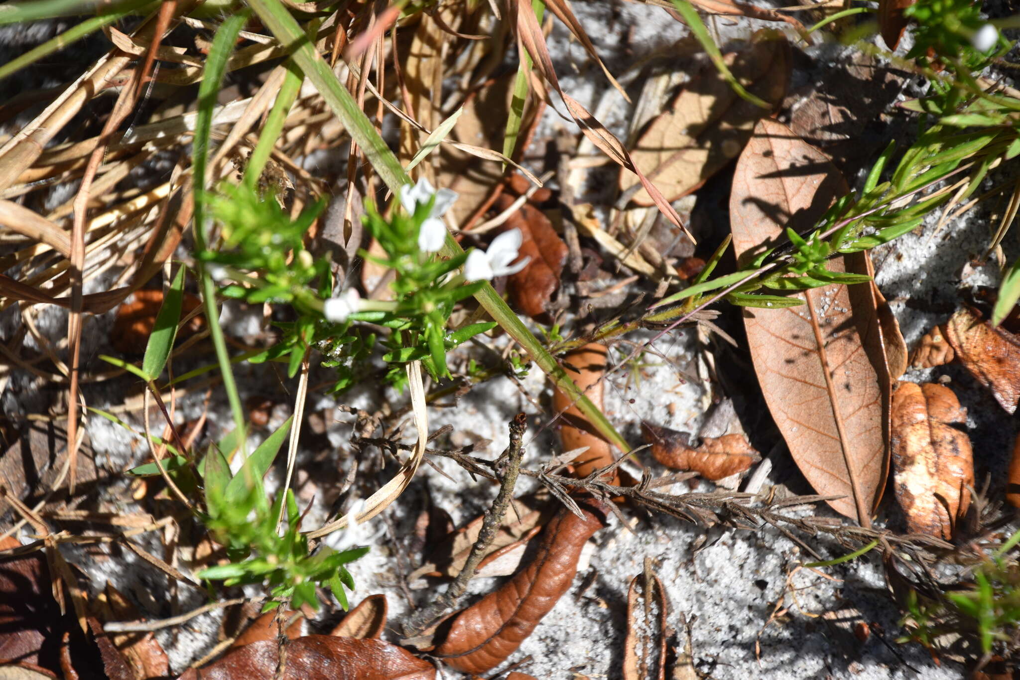 Image of Rough False Hedge-Nettle