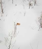 Image of Siberian Weasel