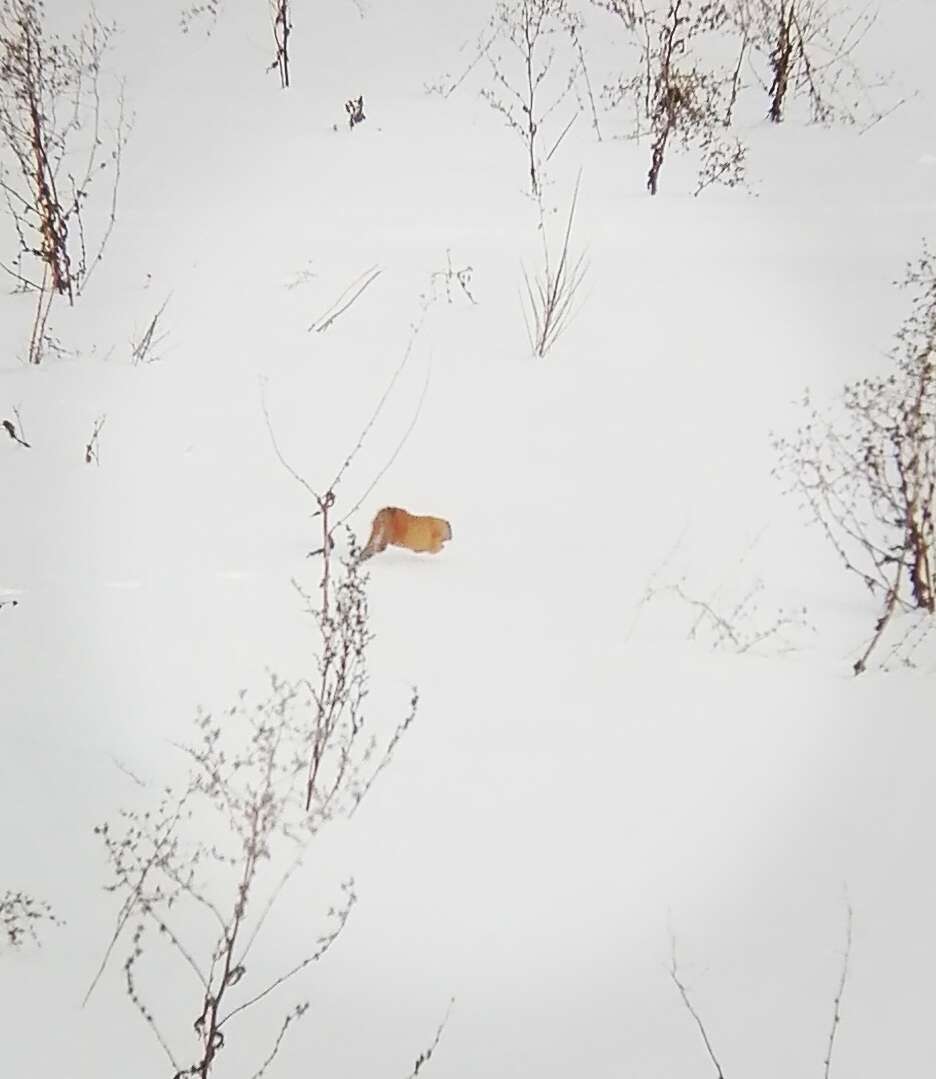 Image of Siberian Weasel