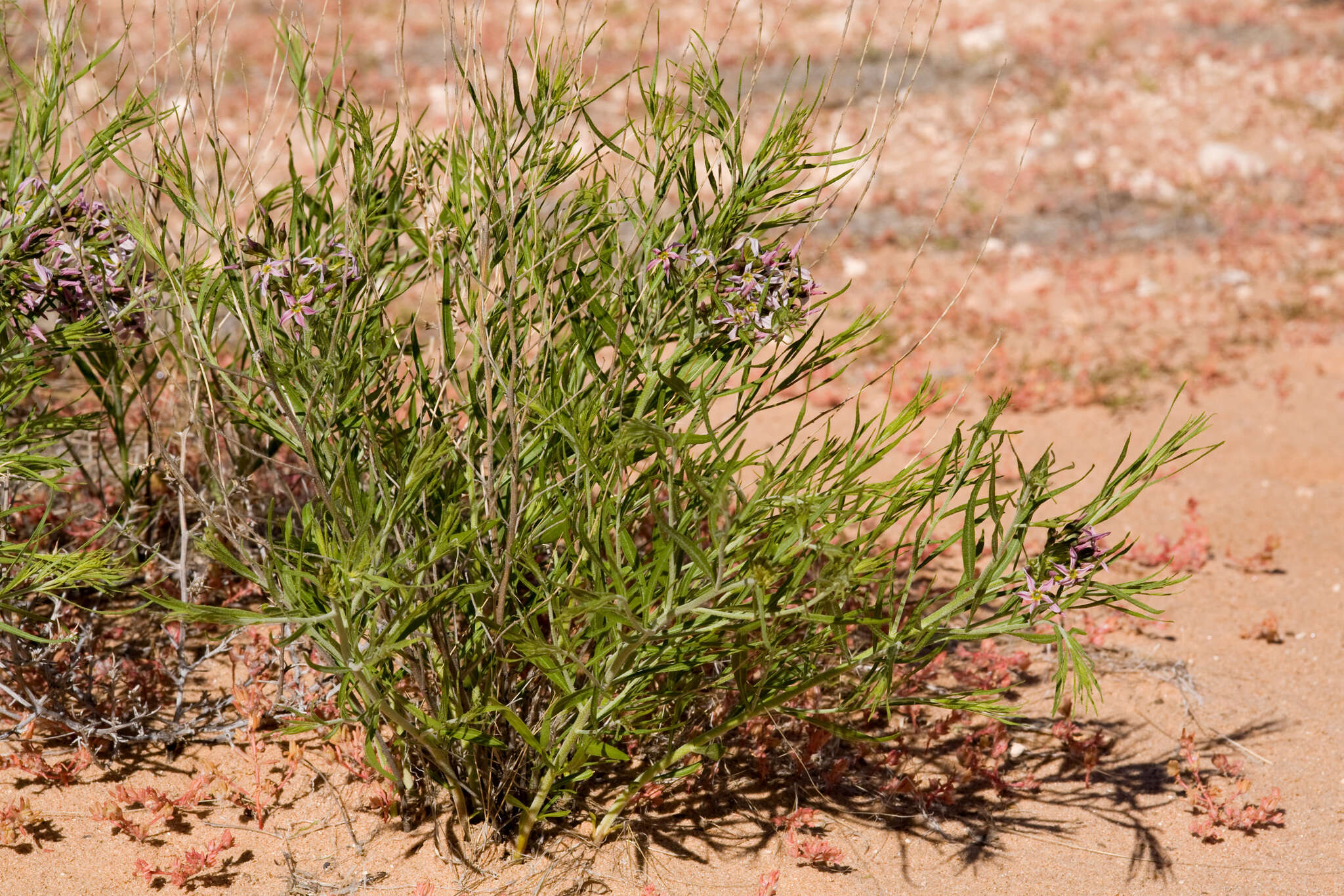 Imagem de Amsonia arenaria Standl.