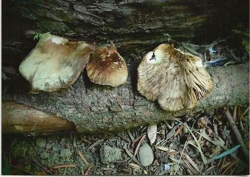 Image of Crepidotus fraxinicola Murrill 1917