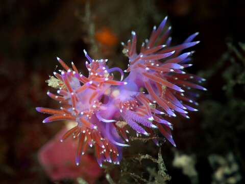 Image of Mediterranean violet aeolid