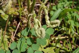 Plancia ëd Polystichum acrostichoides (Michx.) Schott