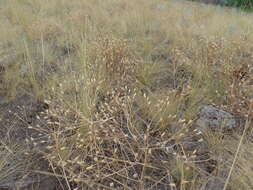 Plancia ëd Klasea erucifolia (L.) Greuter & Wagenitz