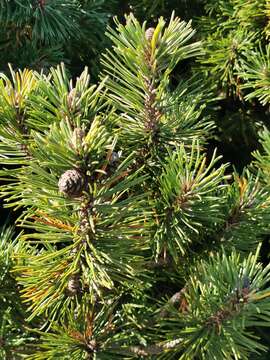 Image of Mountain Pine