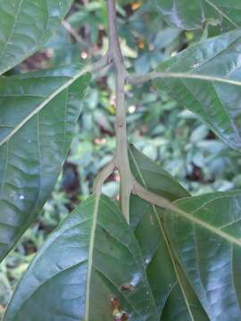 Image of Nectandra oppositifolia Nees & Mart. ex Nees