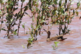 Image of Bernier's Teal