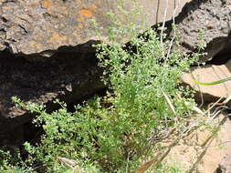 Image of wall bedstraw