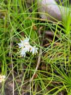 Image of Alania cunninghamii Steud.