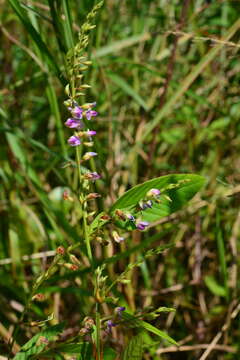 Image of Tadehagi triquetrum (L.) H. Ohashi