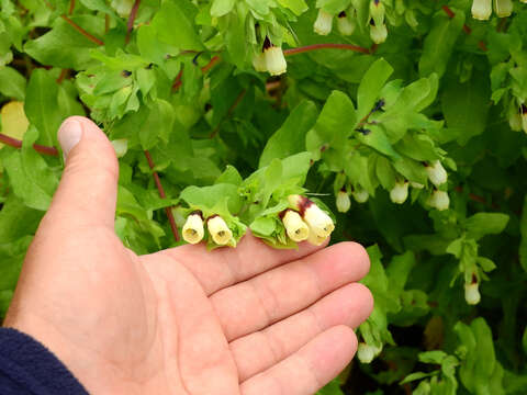 Cerinthe major L. resmi