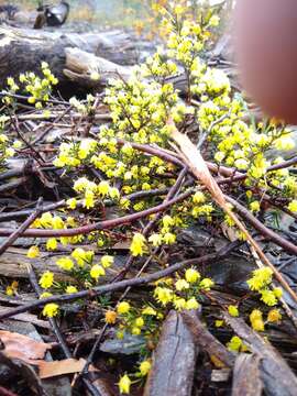 Image of Acacia aculeatissima J. F. Macbr.