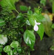 صورة Hypoestes triflora (Forssk.) Roem. & Schult.