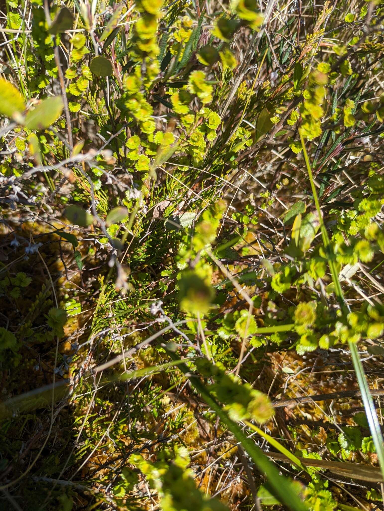 Image de Betula michauxii Spach