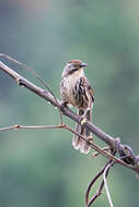 Image of Chinese Babax