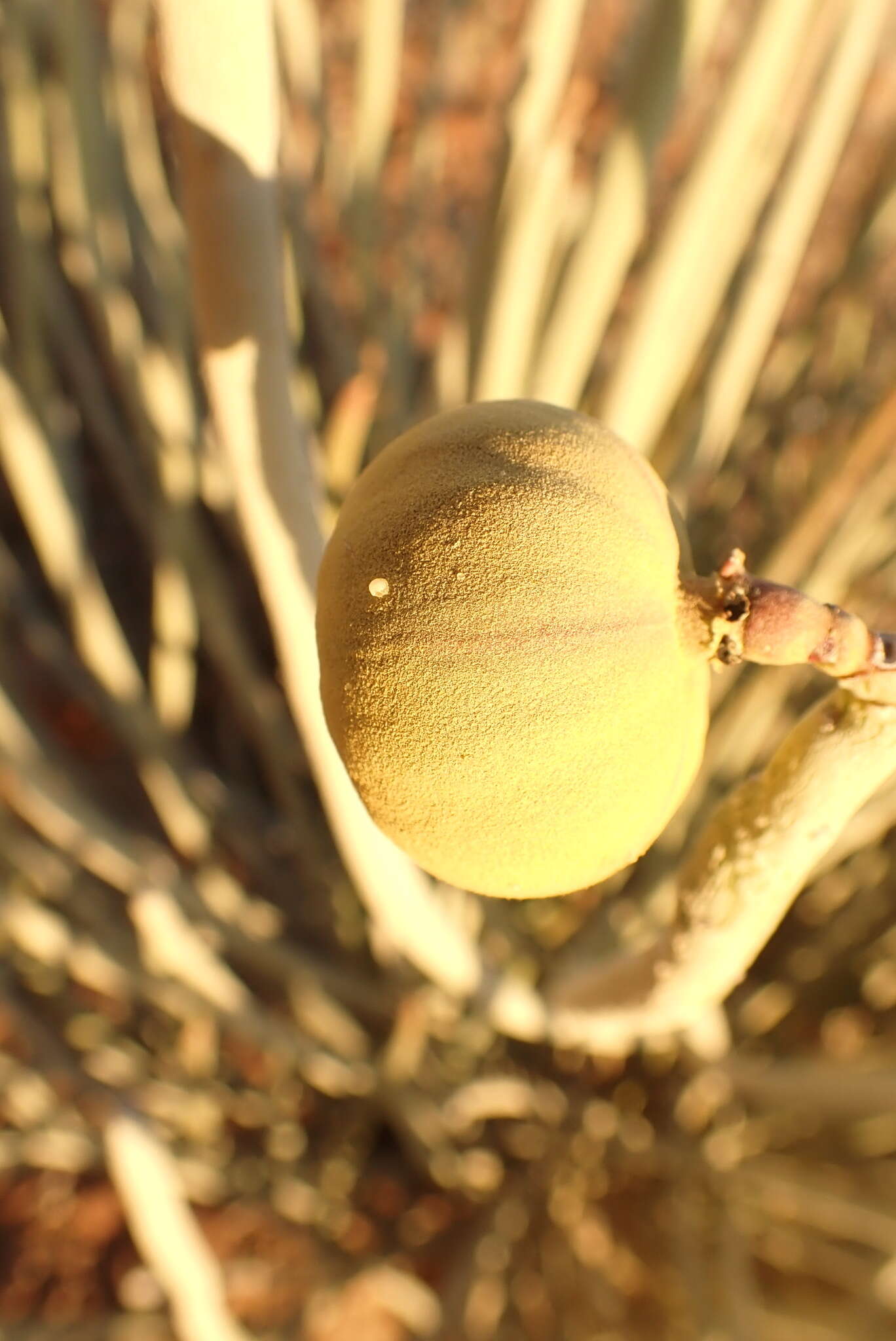 Image of Damara milk-bush