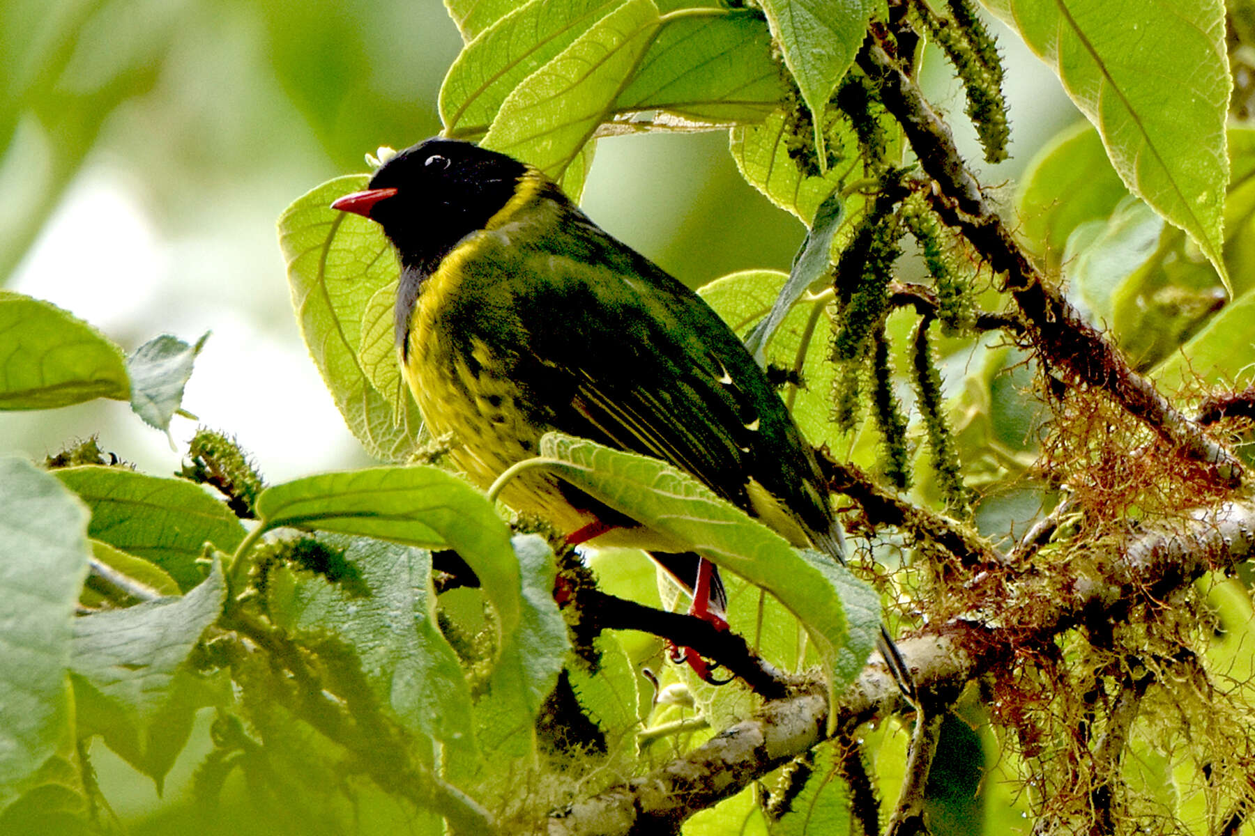 Image of Green-and-black Fruiteater