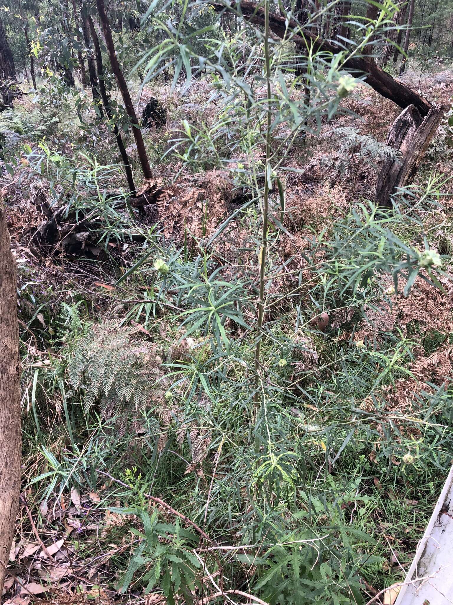 Ozothamnus argophyllus (A. Cunn. ex DC.) A. A. Anderberg resmi