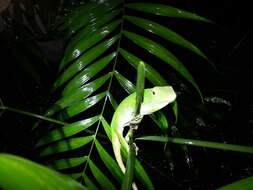 Anolis biporcatus (Wiegmann 1834)的圖片