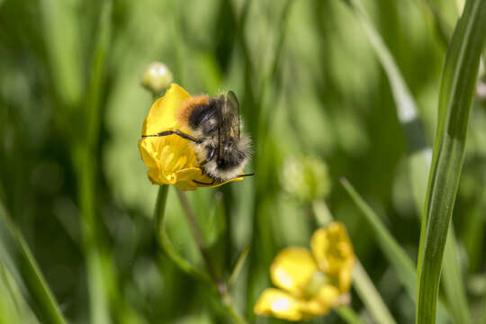 Image of Bombus pyrenaeus Pérez 1879