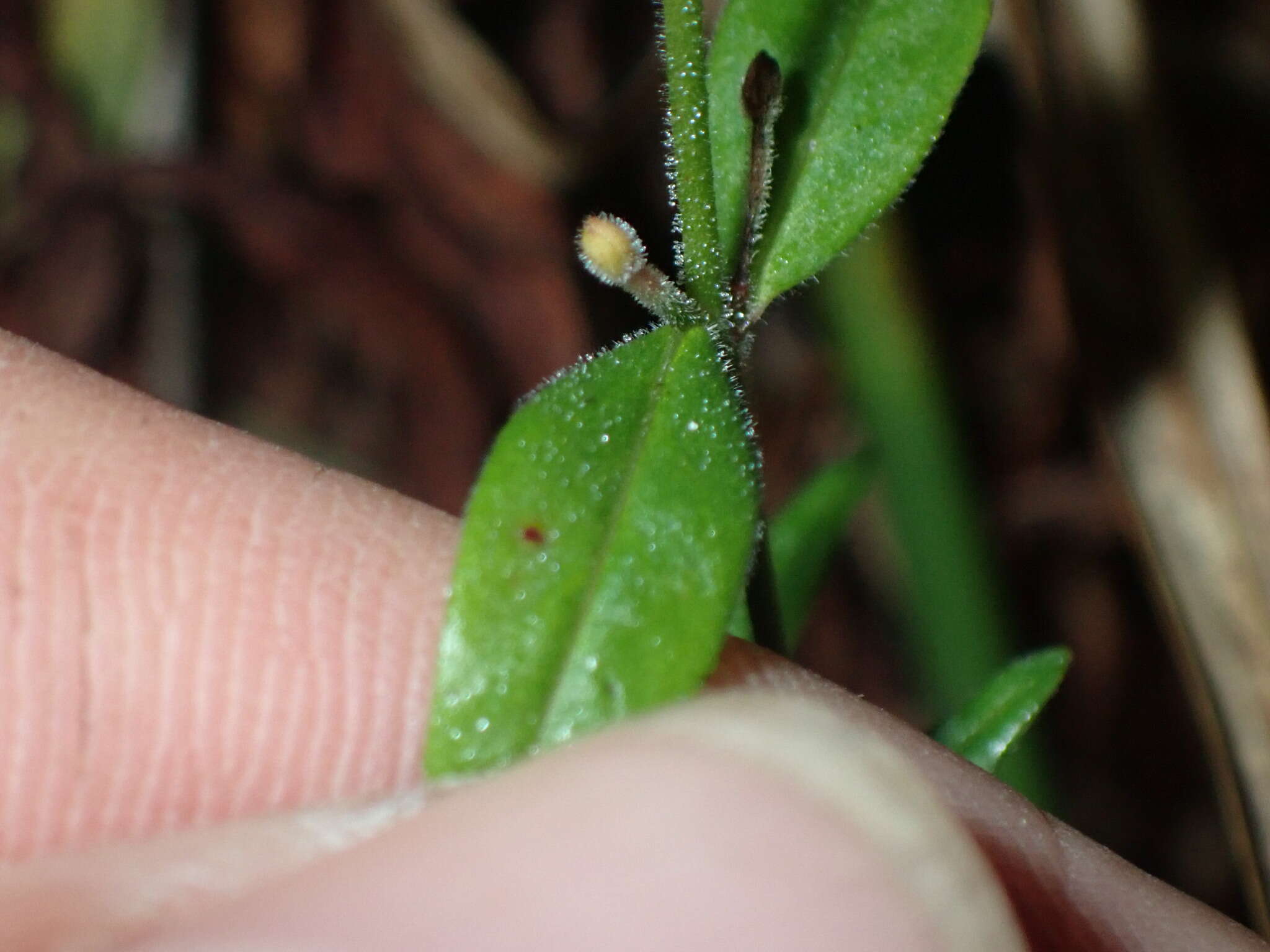 Image of Downy Willowherb