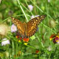 Image of Variegated Fritillary