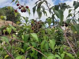 Image of Andes berry