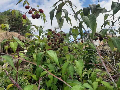 Image of Andes berry