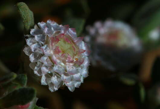 Image de Helichrysum argyrosphaerum DC.