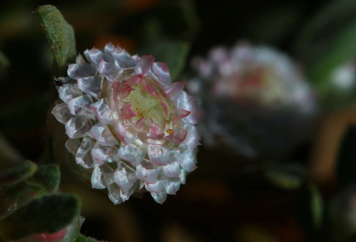 Image de Helichrysum argyrosphaerum DC.