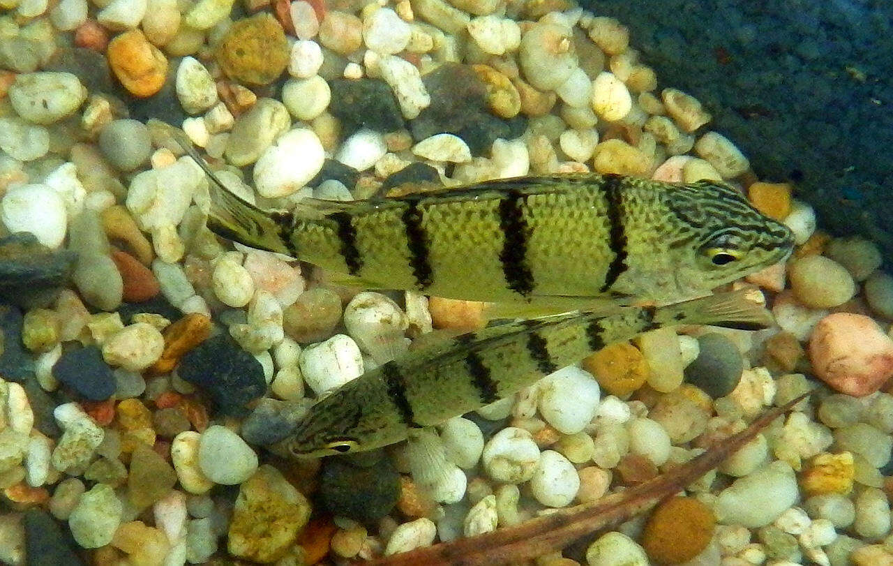 Image of Banded grunter