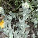 Image of Helichrysum aureum var. argenteum O. M. Hilliard