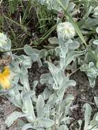 Image of Helichrysum aureum var. argenteum O. M. Hilliard