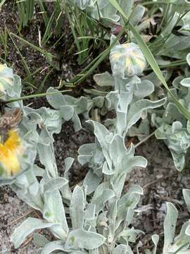 Image of Helichrysum aureum var. argenteum O. M. Hilliard