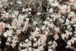 Image of Yavapai County buckwheat