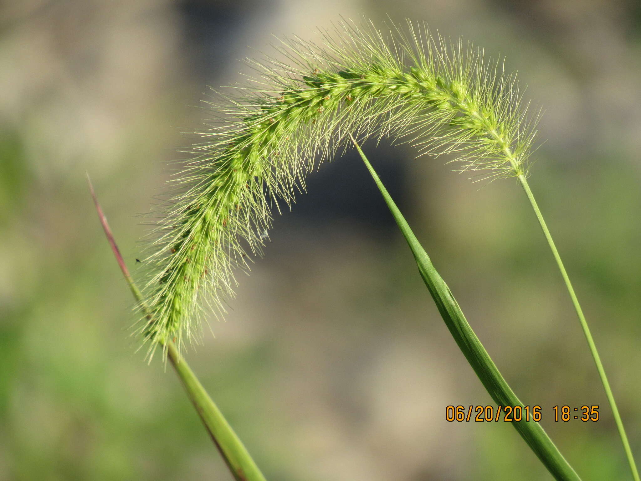 Image of Japanese bristlegrass