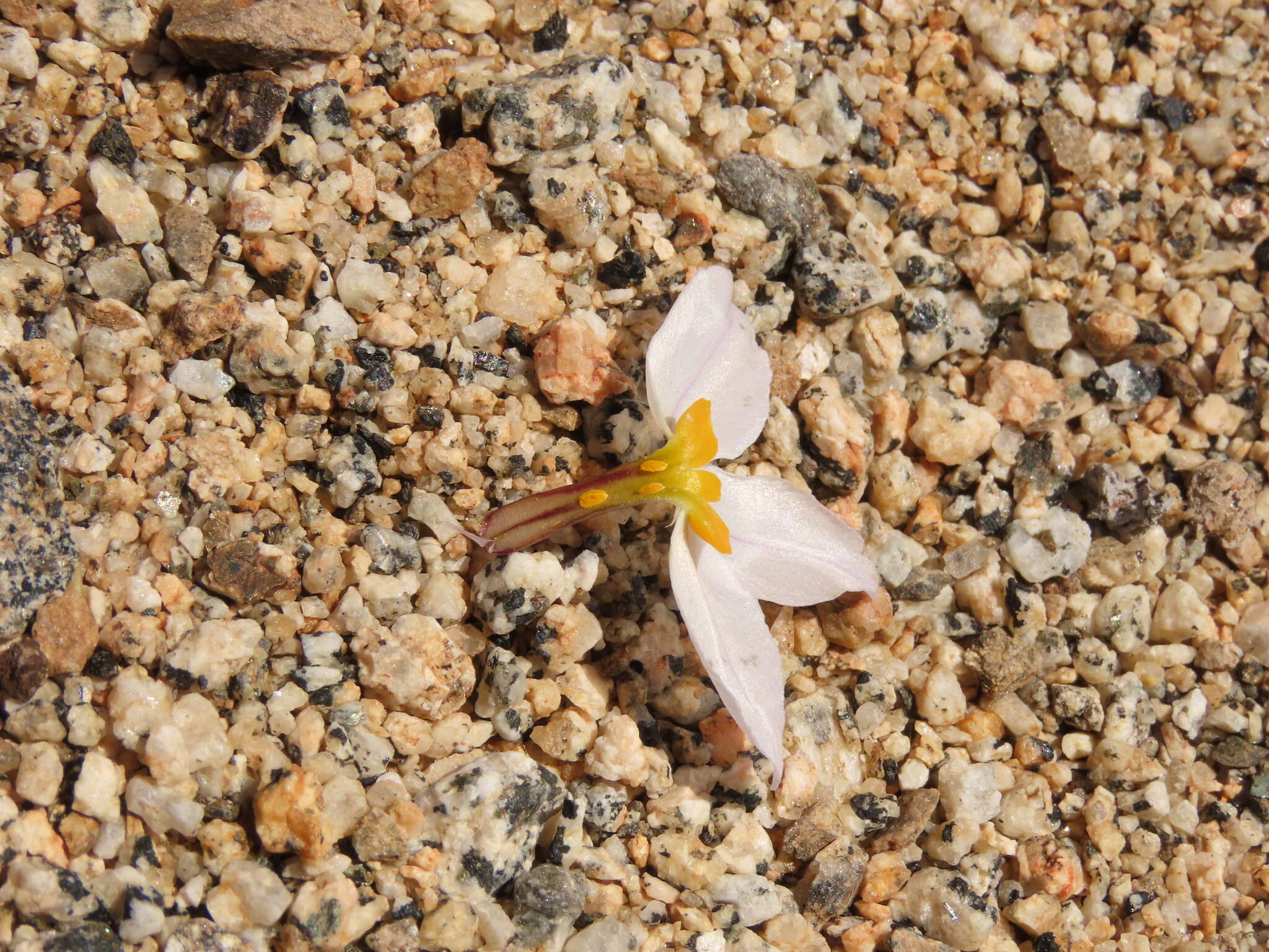 Imagem de Leucocoryne coronata Ravenna