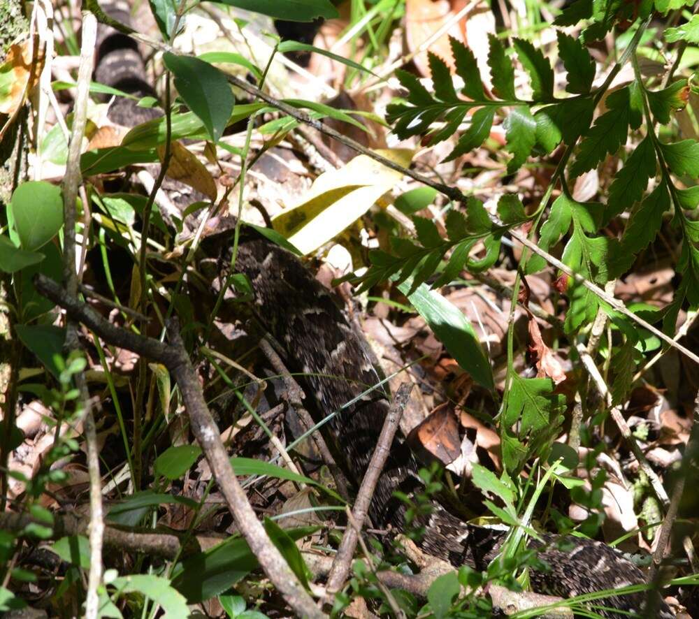 Bothrops pubescens (Cope 1870) resmi