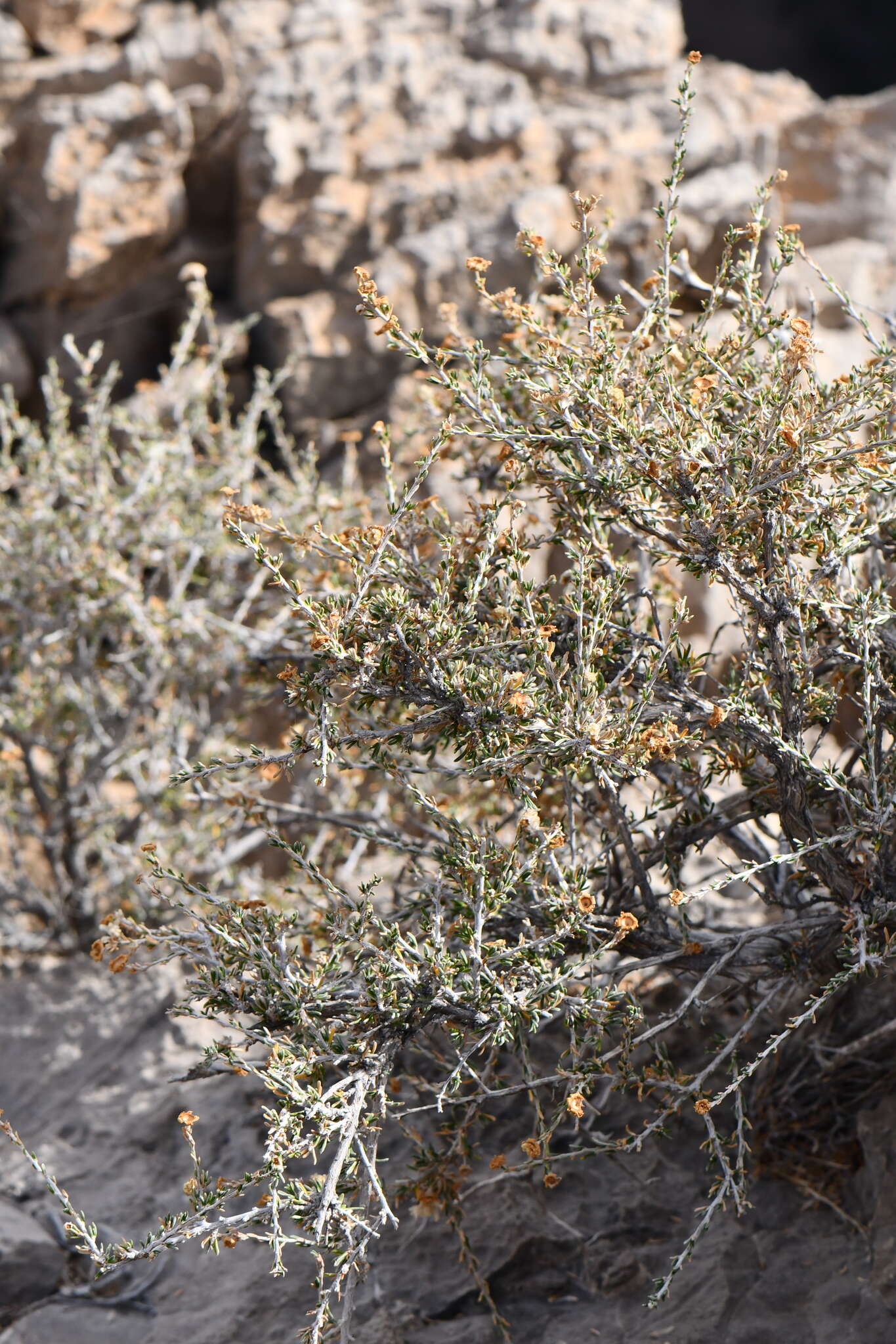 Plancia ëd Purshia ericifolia (Torr. ex Gray) J. Henrickson