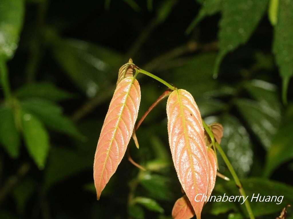 Image of Sageretia randaiensis Hayata