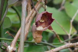 Image of Aristolochia liukiuensis Hatusima