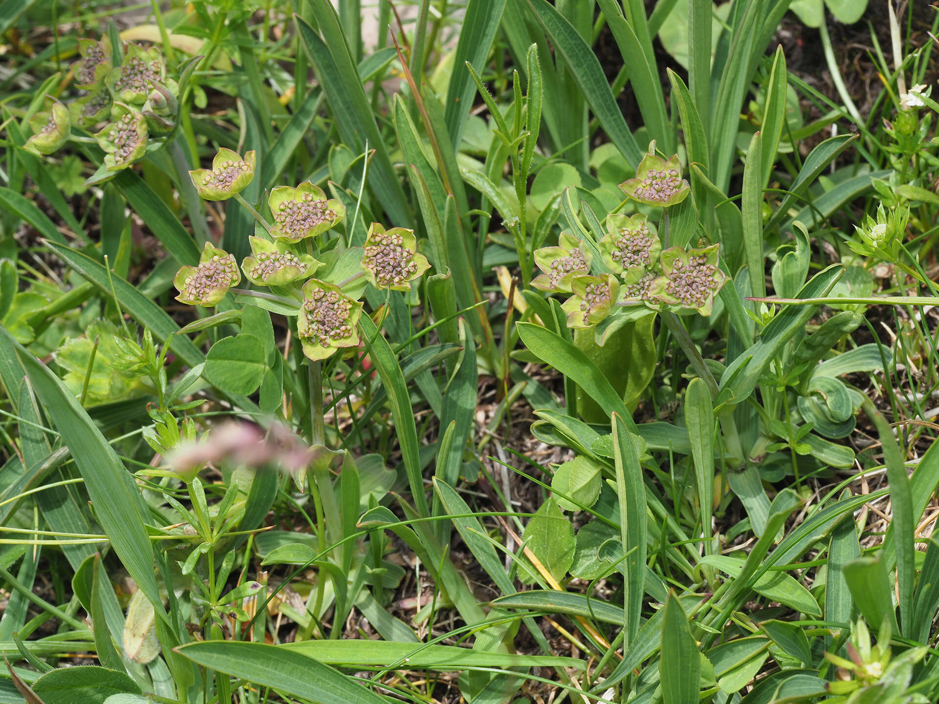 Sivun Bupleurum stellatum L. kuva